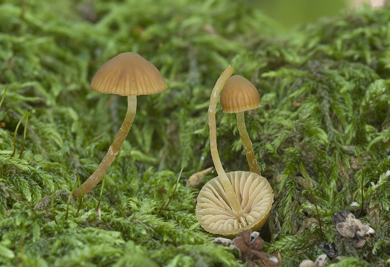 Galerina hypnorum